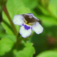 Torenia crustacea (L.) Cham. & Schltdl.